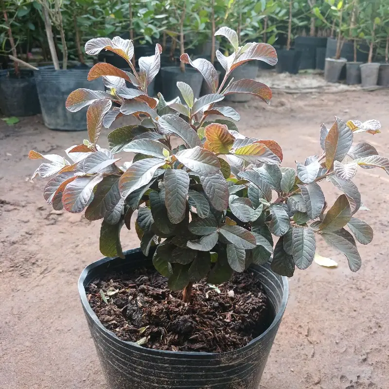 Chậu Cây ỔI TÍM  Chưa hoa ( ổi tím lá nhỏ chậu c9 cao 20cm đến 30cm Chưa hoa) 7