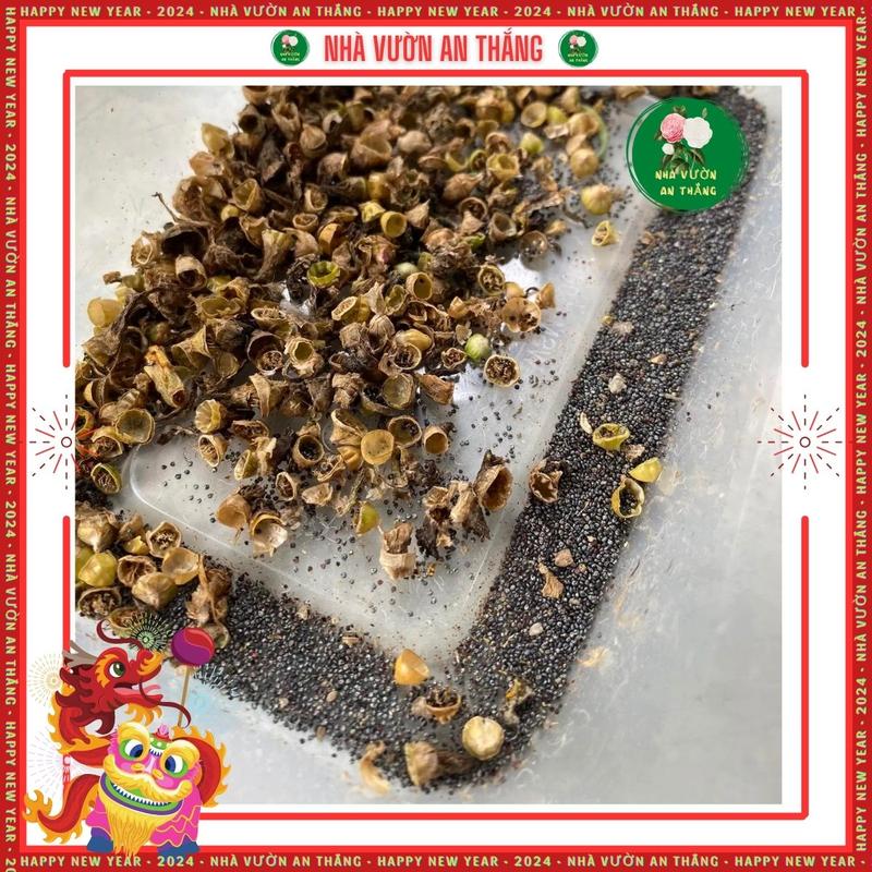 Hạt giống hoa mười giờ mix màu cực đẹp [Hạt Khuyến Mãi] 4