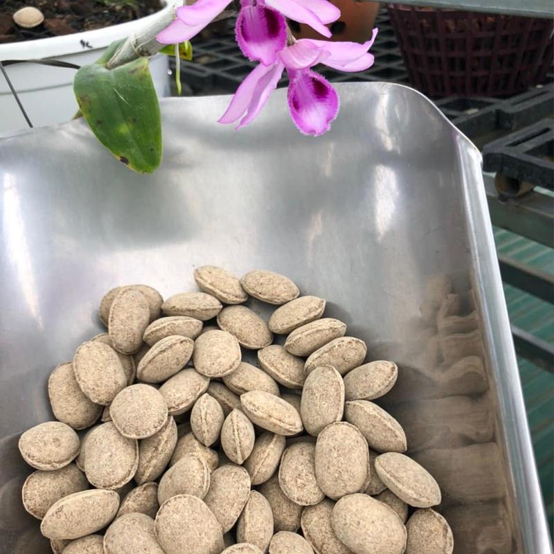 Gói 500gr Phân Quả Bàng Hạt Bàng Tan Chậm Nhật Bản – NURSERYACE NA 12-6-6-2 chuyên dùng cho bonsai hoa lan cây cảnh PBT-10.2 - Vật tư Nông nghiệp Đà Nẵng