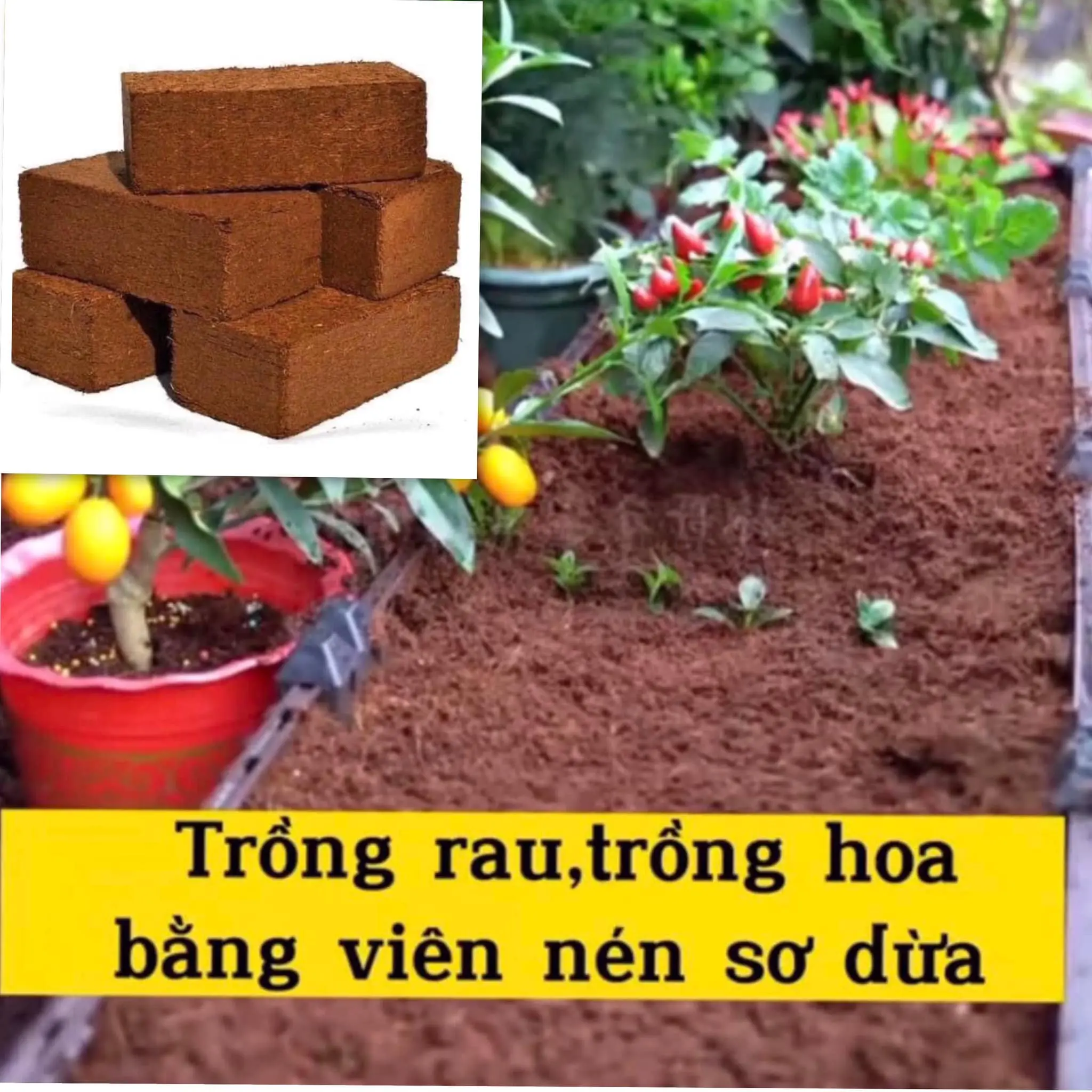 10v bánh nén sơ dừa hữu cơ loại 500g , trồng cây , trồng rau , thay cho đất