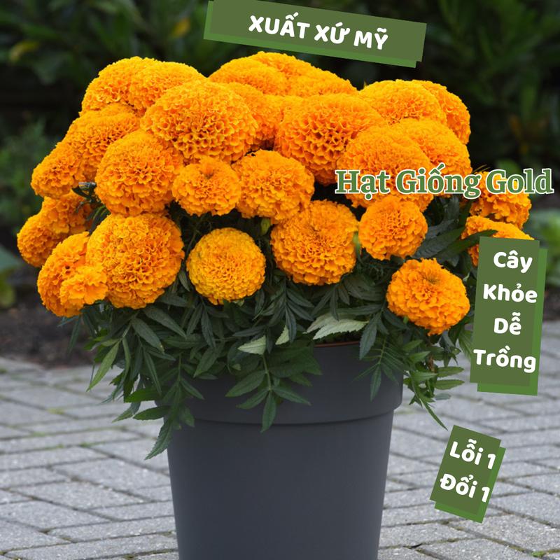 Hạt giống hoa vạn thọ lùn Mỹ bông to dễ trồng hạt hoa trồng tết cúc vạn thọ chuẩn F1 nảy mầm cao Hạt giống Gold hạt giống