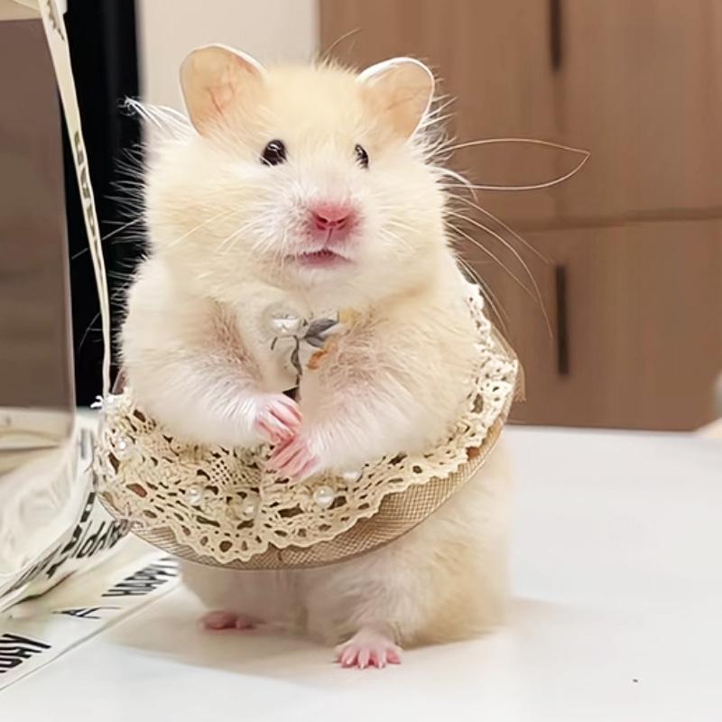 Product Introduction of Pakaian Haiwan Peliharaan, Pakaian Seluruh Musim, Skirt, Sweater Berkait, Sesuai untuk Hamster, Hamster Emas, Babi Guinea, Tikus Bunga, Pakaian 25