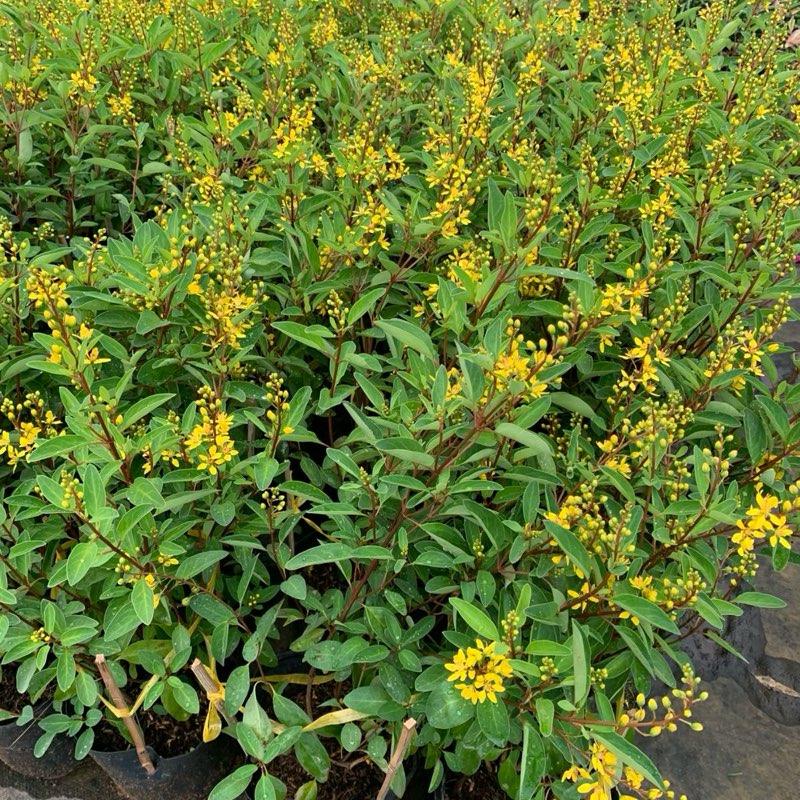 Chậu hoa kim đồng (Galphimia gracillis) - kim đồng vàng 7