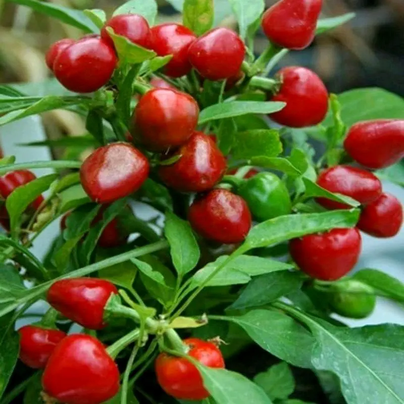 [Các loại] Hạt giống ớt các loại thương hiệu uy tín 1
