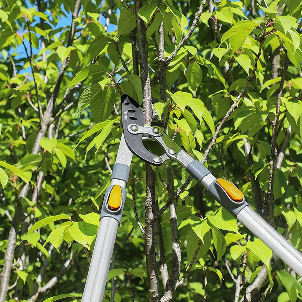 Gunting Ranting Dahan Pohon - Teleskopik / Telescopic Pruning KNIFEZER ...