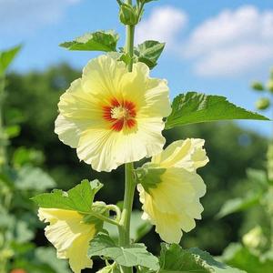 SemillasdeAlceaRoseaAmarillaMalvaReal1000GranosFloresGrandesyBrillantesFácildeCultivarResistentealCalorIdealparaJardines
