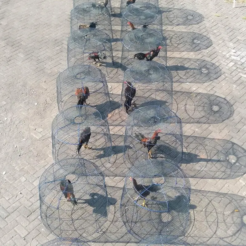 Sangkar ayam Jaring Galvanis LIPATAN 0
