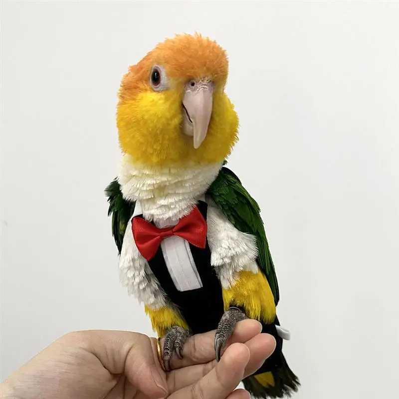 Parrot Shit Pocket Flying Rope for Birds Flight Rope Xuanfeng Suit Baby Diapers Flight Suit out Strap Bird Walking Rope Clothes