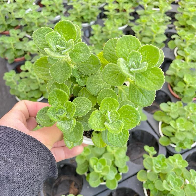 Cây Sen Thơm Nhất Mạc Hương - Cây Mang Hương Thơm Bạc Hà Dễ Chịu - Xua Đuổi Muỗi 7