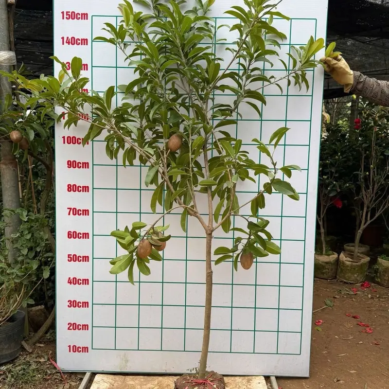 Combo 2 Cây giống hồng xiêm xoài - Sapoche 4