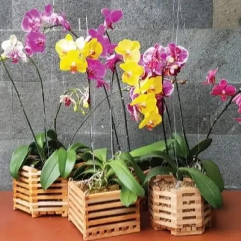 Pot Anggrek - Pot Kayu / Pot Gantung Uk 13cm Untuk Tanaman Hias 0