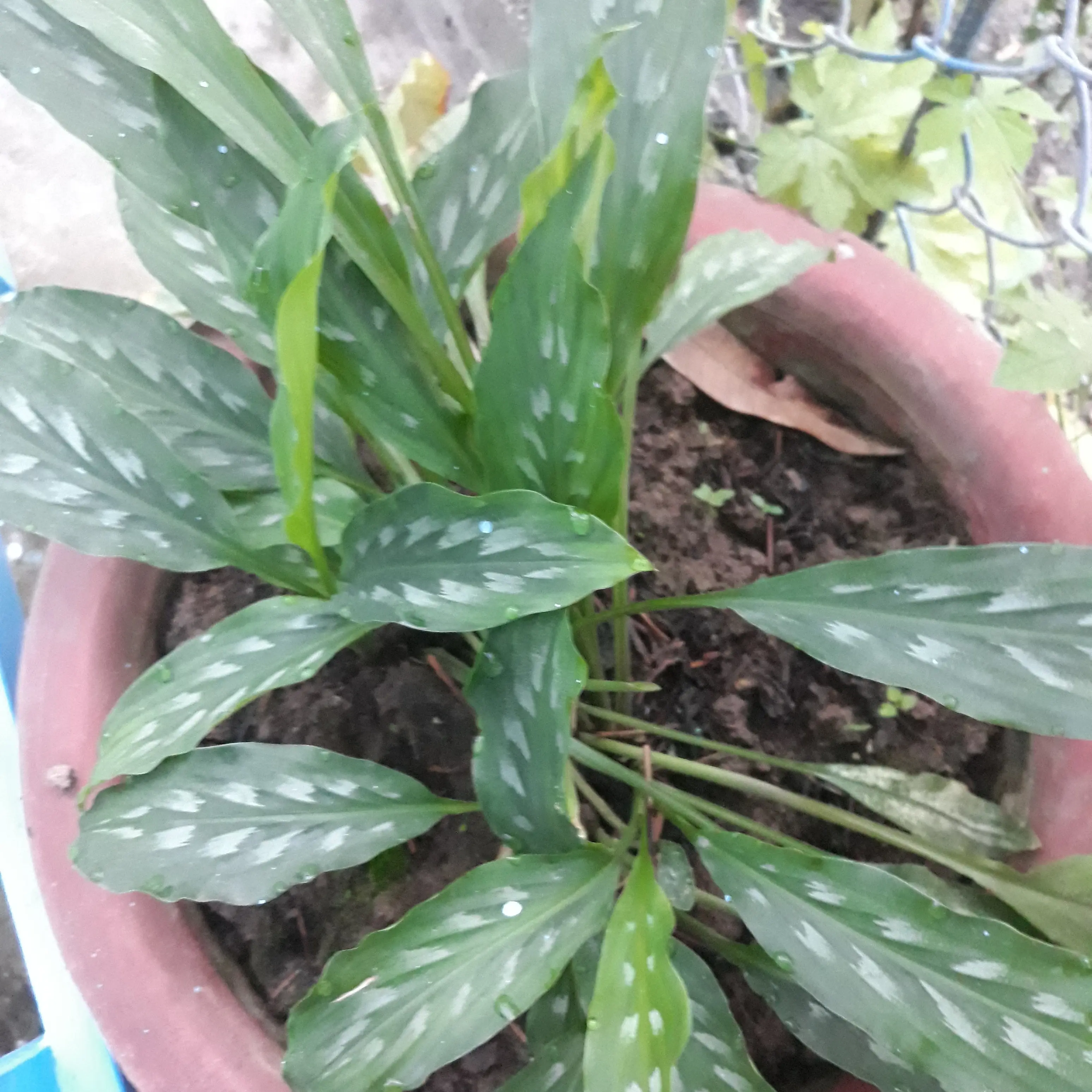 cây ngải hắc hổ trồng chậu, chậu giống c7
