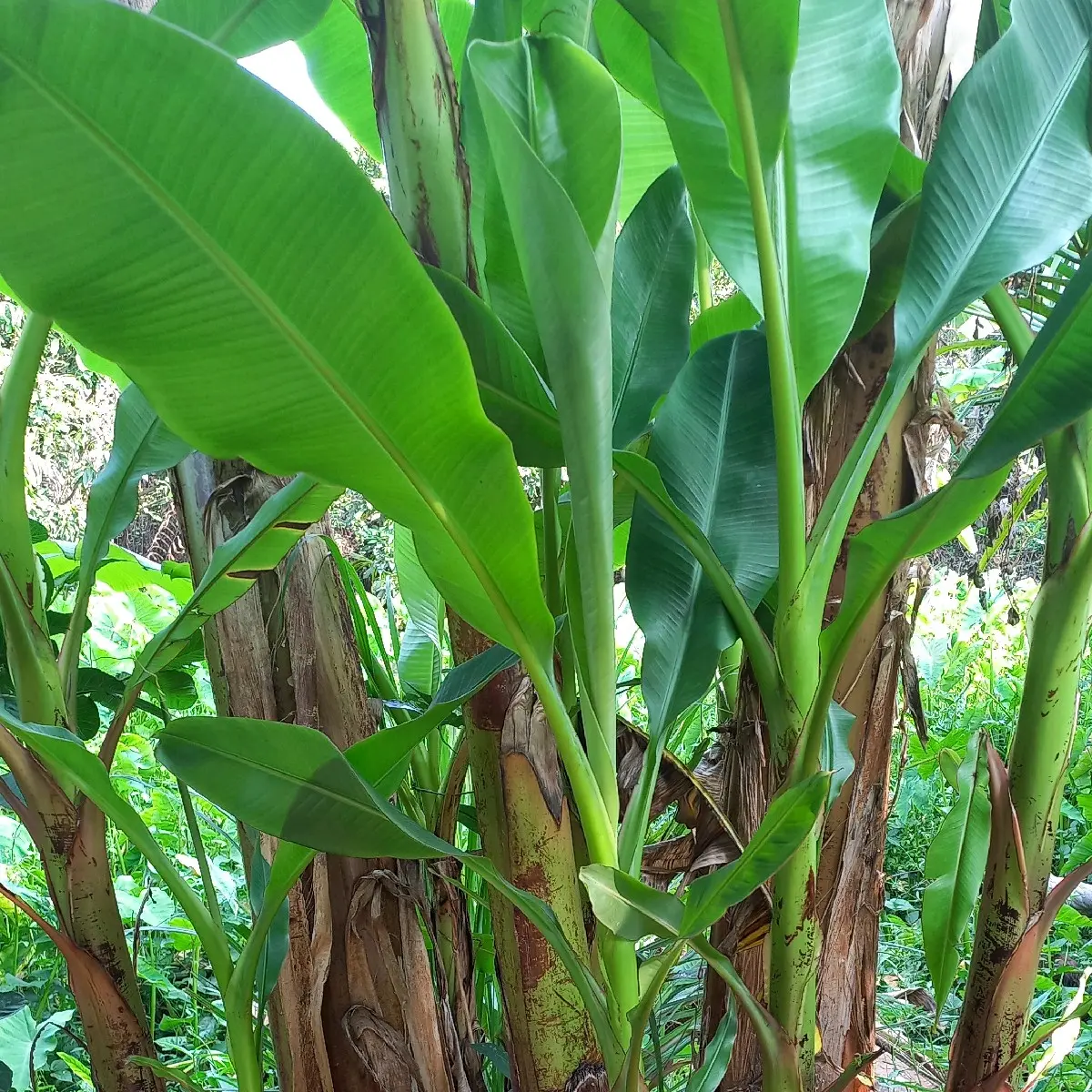 Cây giống chuối cau siêu trái 50cm 1m
