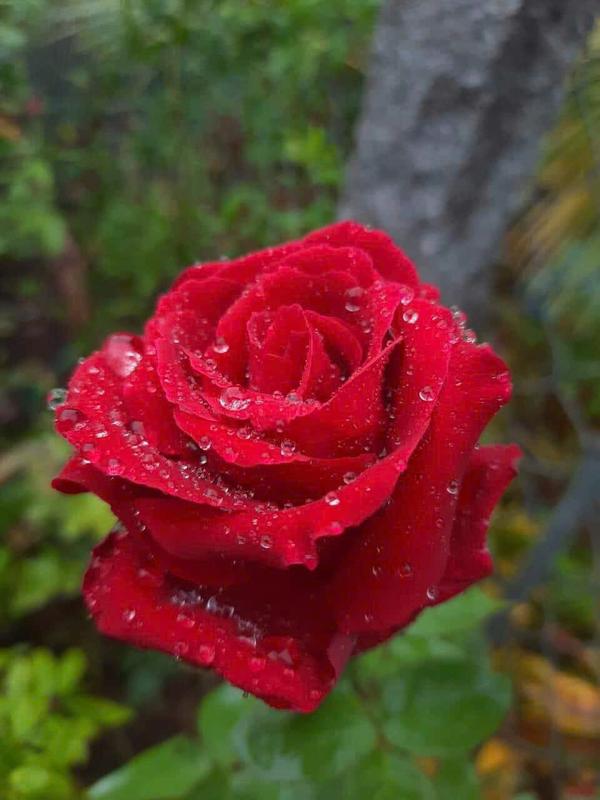 Gốc Hoa Hồng Ngoại Có Nhiều Màu  GỐC HỒNG LEO + GỐC HỒNG BỤI ( Combo 5 gốc +10 gốc + 20 gốc ) cay trong