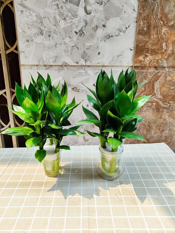 Các mẫu cây thuỷ sinh+bình thuỷ tinh (trầu bà ,vạn lộc,kim tiền...vv) 3