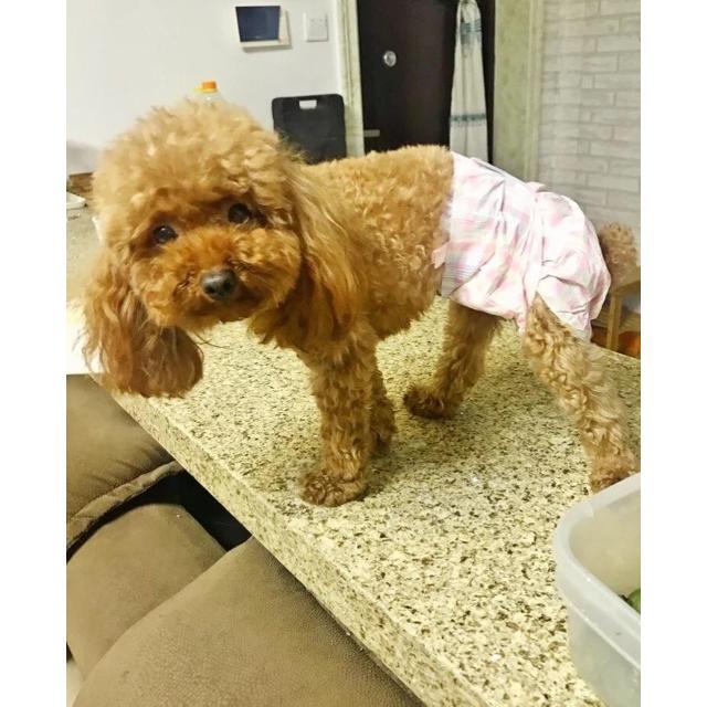 Product Introduction of Bỉm (tã lót) cho các Boss 🐶🐱 30