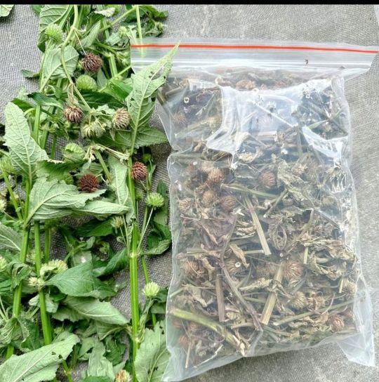 Product Introduction of CÂY NÀNG HAI KHÔ gồm (Thân, lá, hoa)  HỖ TRỢ ĐÀO THẢI SẠN, SỎI THẬN. SỎI ĐƯỜNG TIẾT NIỆU. Lợi tiểu 3