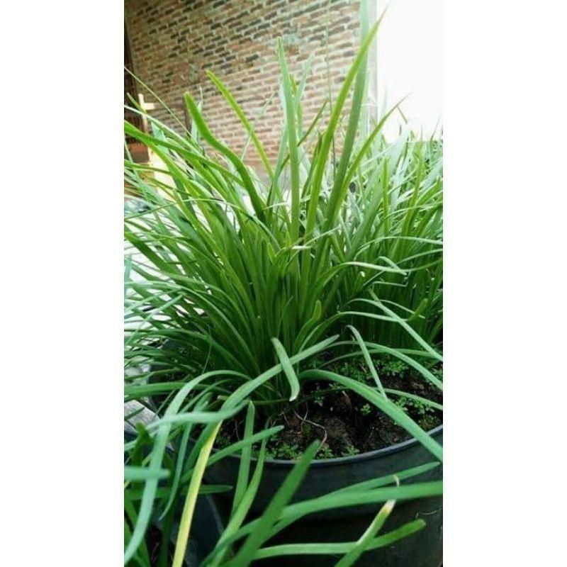 Benih Daun Kucai Hibrida Known You Seed - Benih Sayuran Gloyong Farm 2