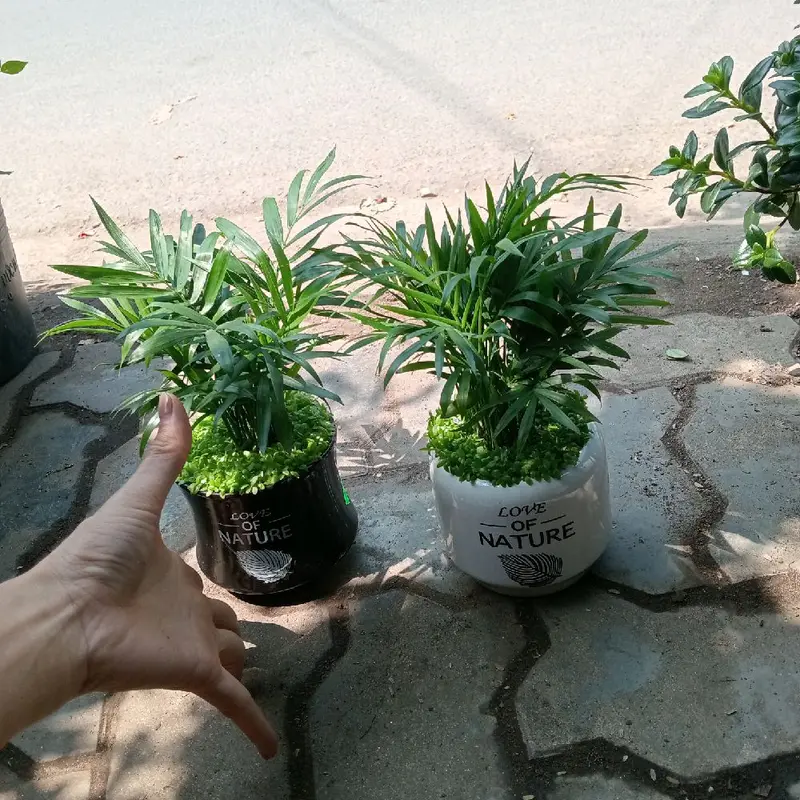 chậu cau tiểu trâm mix chậu sứ - cây để bàn 2