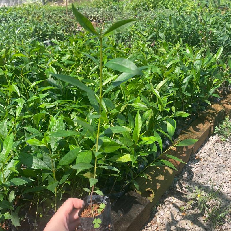 Combo 4 Cây Vối Nếp - Lá dùng pha nước uống như trà (Lỗi 1 đổi 1) 5