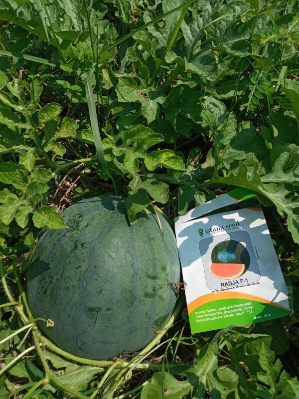 Benih Semangka Non Biji RADJA F1 - Bibit Semangka Non Biji Kualitas Tinggi Buah Besar Tahan Virus - 300+ Biji - ISTANA SEED Hijau Daun Benih Semangka Non Biji RADJA F1 - Bibit Semangka Non Biji Kualitas Tinggi Buah Besar Tahan Virus - 300+ Biji - ISTANA SEED Hijau Daun