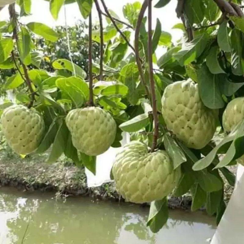 50 CÁI TÚI SIZE 20X25cm dùng bọc trái XOÀI NA mãng cầu vú sữa dùng nhiều mùa_túi bao trái cây cao cấp ánh dương túi bọc tuiboctraicay tuibaotraicay