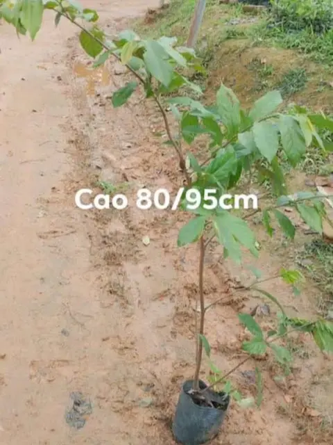 Cây Hoa Dẻ 80cm-1m chỉ 3 tháng cho hoa. Hoa nở quanh năm, thơm ngát - đủ 3 màu sắc
