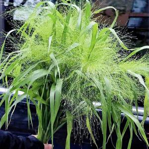 50 granos Semillas de Pasto Fuente Pennisetum alopecuroides Espigas Esponjosas Semejan Fuentes Movimiento Graceful en el Jardín