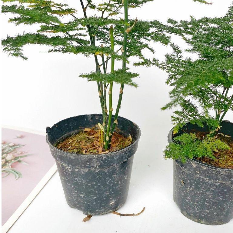Product Introduction of Cây Thủy Tùng Mini - Chiều Cao 20cm, Trang Trí Bàn Làm Việc 59