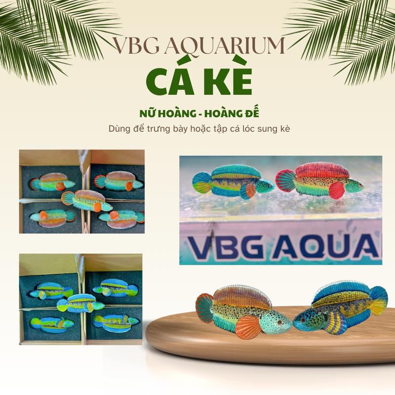 Mô hình cá kè Nữ Hoàng - Hoàng Đế Sử Dụng Trưng Bày Hoặc Hỗ Trợ Việc Thuần Cá Lóc Cảnh Sung Kè Kích Thước 12cm