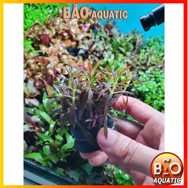 Product Introduction of Cây thủy sinh Lá Cạn phổ biến dễ trồng không cần co2 phát triển nhanh chưa bao gồm phân nền 24
