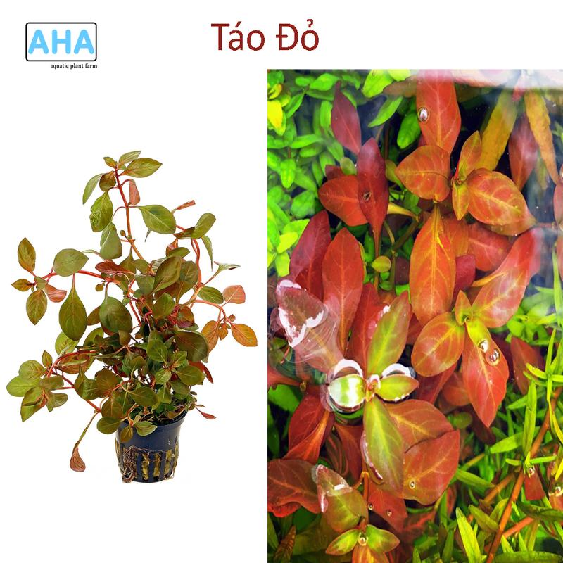 Cây Thủy Sinh Táo Đỏ (15 ngọn) 0