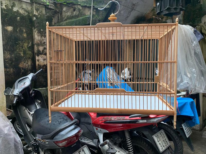 KHUNG LỒNG TẬP LỰC MÀO TRE  60 và 80 TỰ LẮP RÁP SIÊU BỀN, ĐẸP ( GIÁ RẺ )