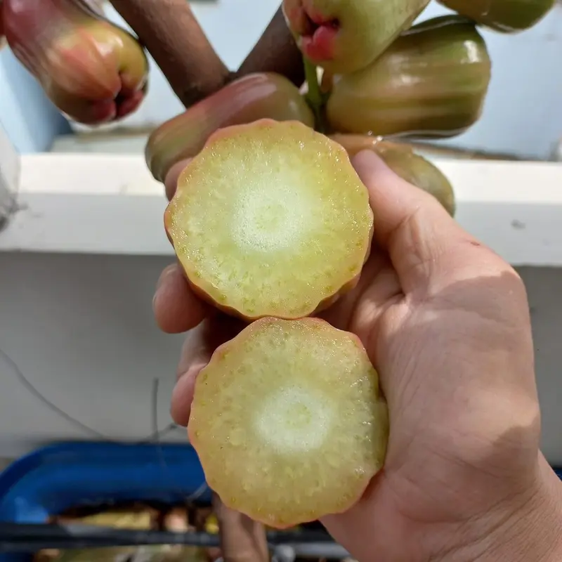 Cây mận đỏ an phước ( tặng kèm phân bón) 6