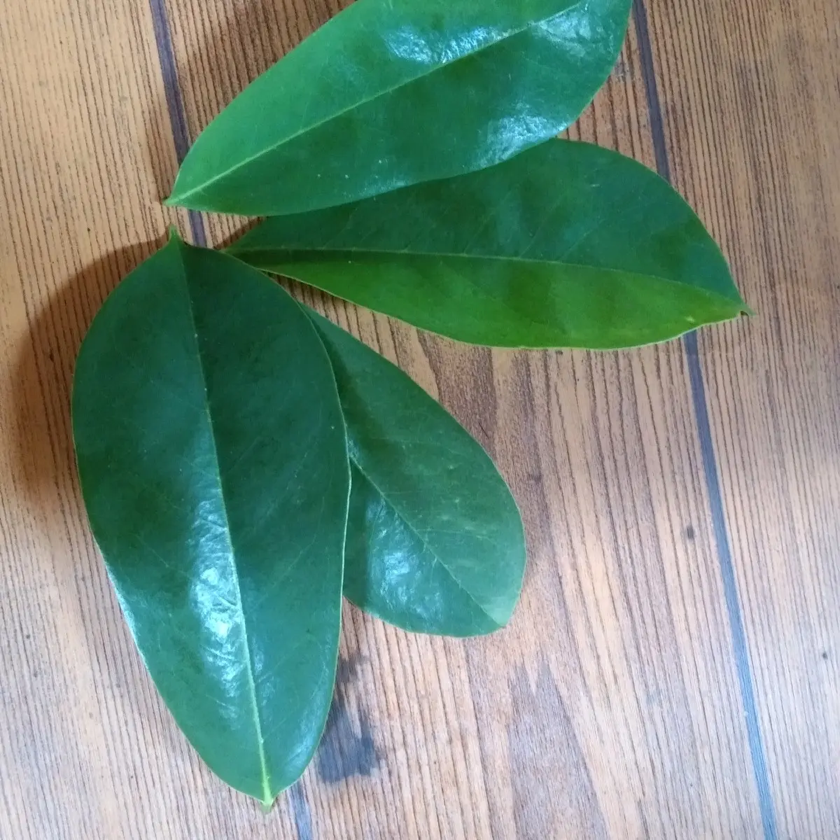 daun sirsak 100 lembar