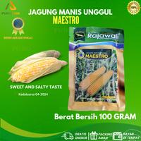 Gambar Bibit Biji Jagung Manis Unggul Maestro 100gr Rajawali dari PUROTANI.ID Kab. Purworejo 1 Tokopedia