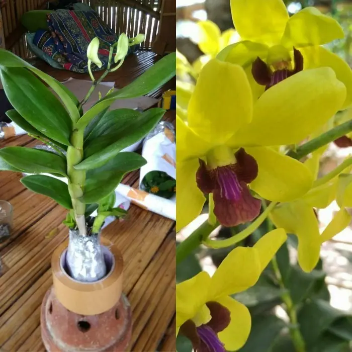 anggrek Dendrobium dewasa -  anggrek kuning - angrek tanama promo new