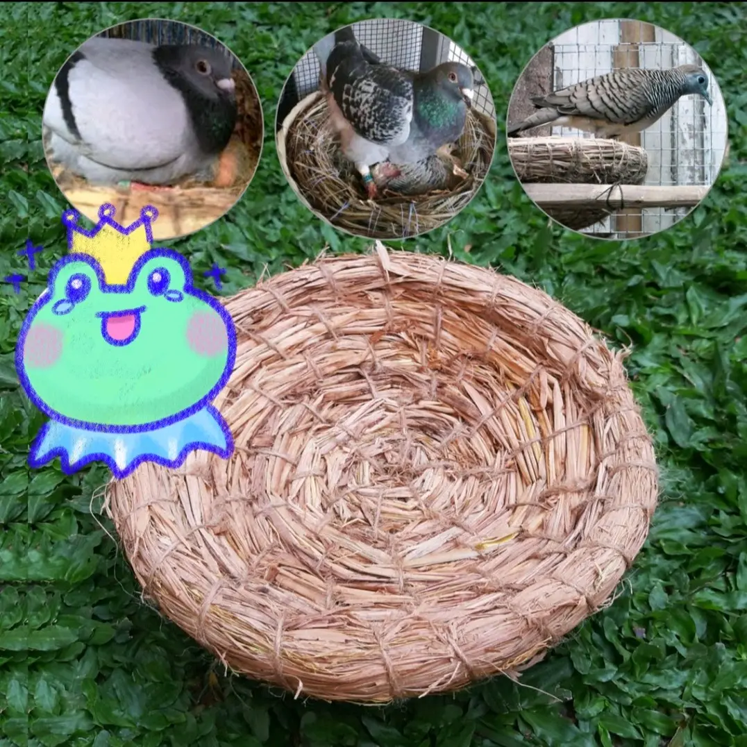 Sarang Tempat Bertelur Burung dekukur puter merpati Dari Jerami Padi