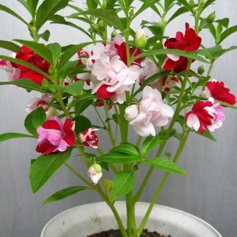 BENIH BUNGA HENNA ISI 30 BIJI -Rosebunga 0