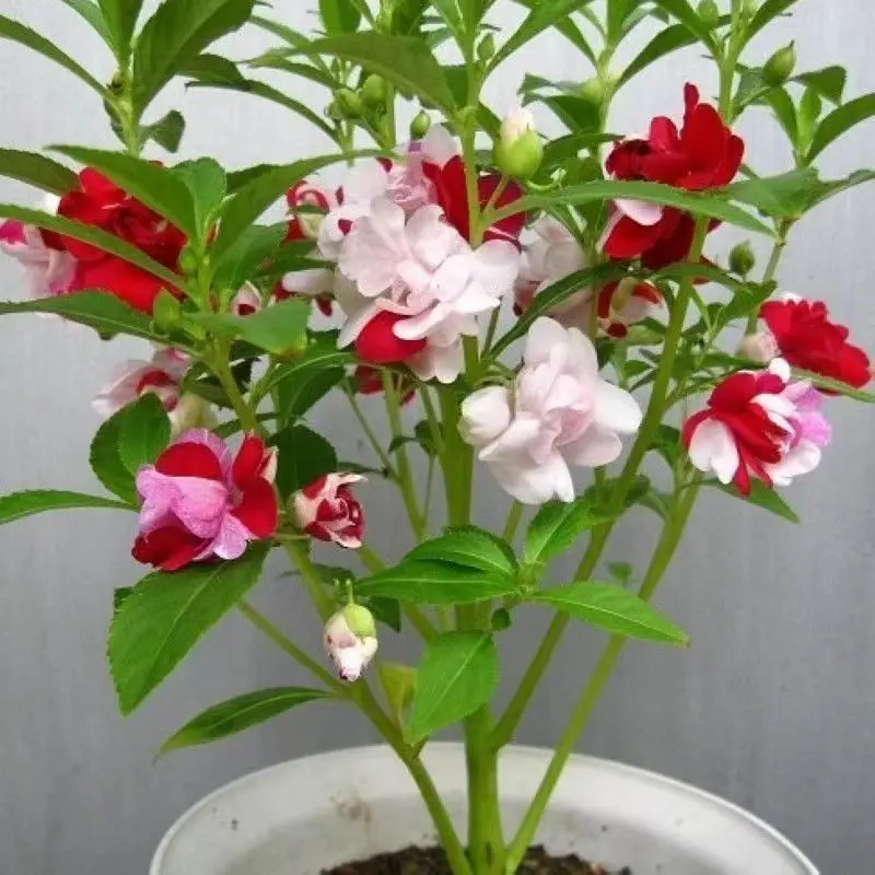 BENIH BUNGA HENNA ISI 30 BIJI -Rosebunga 0