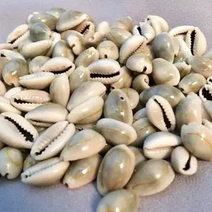 Biji Kerang Mainan Congklak Isi 100 Pcs Hadiah Toys