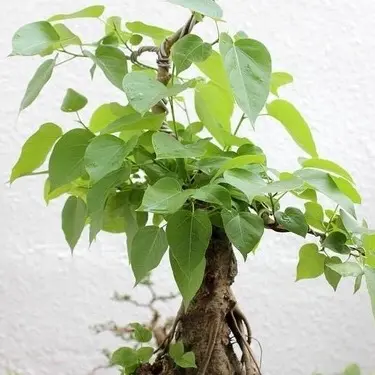 Cây Giống Bồ Đề Đỏ Ficus Religiosa - Một Loài Cây Thân Gỗ Với Nhiều Ý Nghĩa Tâm Linh