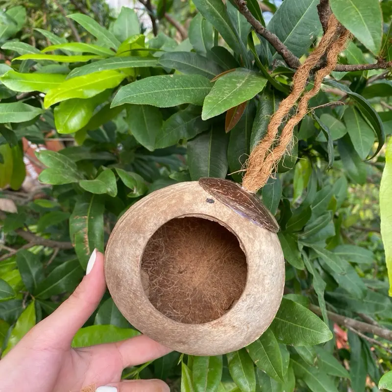 Nhà cho chim ở đây cô bác ơi 2