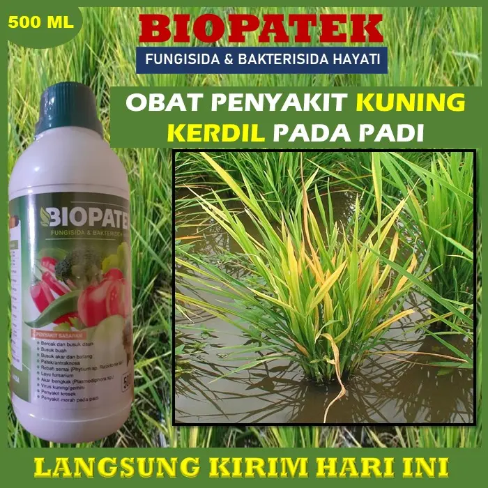 (TERBARU)BIOPATEK 500ml Fungisida Atasi KUNING KERDIL PADI-obat virus kerdil padi-obat padi kerdil dan kuning-Pengendalian hama dan penyakit padi 0