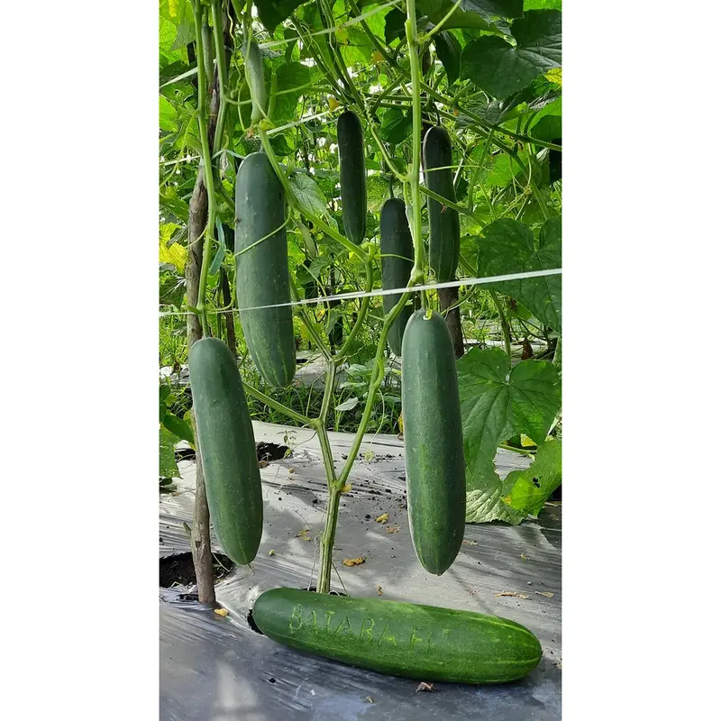 Benih Bibit Tanaman Timun BATARA F1 800 butir dan 150 butir dari Cap Panah Merah 6
