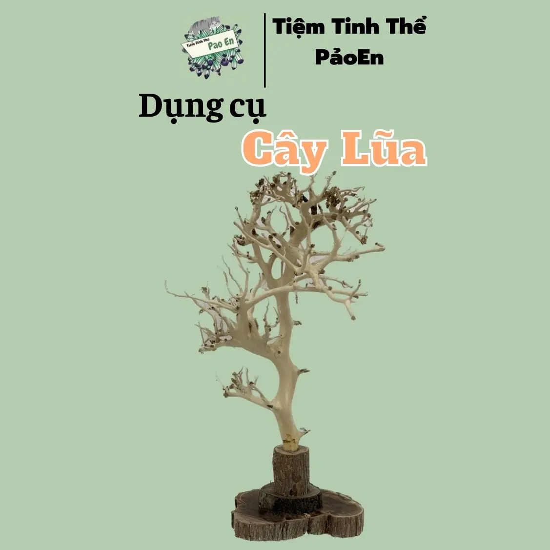 [CÂY LŨA] cây gỗ dùng để cấy pha lê