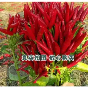 Benih Cabe Merah Tumpuk Tegak - Cabe Dompol - Cabai Klaster