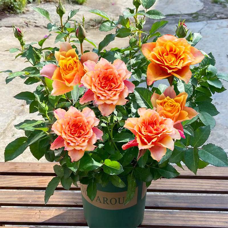 Product Introduction of ปลูกง่ายมีคุณภาพดี ดอกกุหลาบ บรรจุ 100 เมล็ด คละสี Colorful Rose Seeds เมล็ดดอกไม้ เมล็ดบอนสี ต้นไม้มงคล บอนสี ดอกไม้ปลูกสวยๆ บอนสีพันหายาก CODดอกไม้ ไม้ประดับ พันธุ์ดอกไม้ ต้นบอนสี ดอกไม้ปลูก แต่งบ้านและสวน Flower Seeds for planting 77