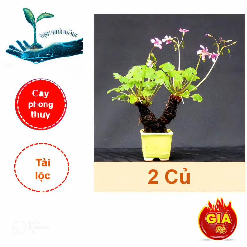 Giống củ hoa ba lá hoa tím ( 2 Củ - Oxaliss ) -  Dáng đẹp - May mắn dễ trồng