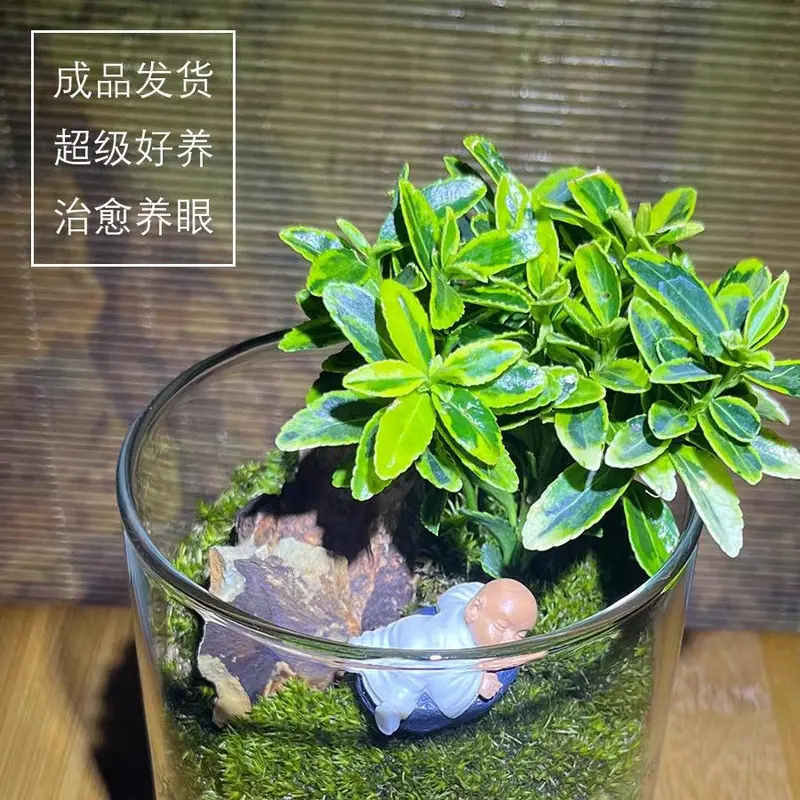 Chậu cây hoàng kim mini làm tiểu cảnh, terrarium, bán cạn 6